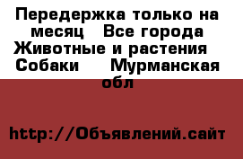 Передержка только на месяц - Все города Животные и растения » Собаки   . Мурманская обл.